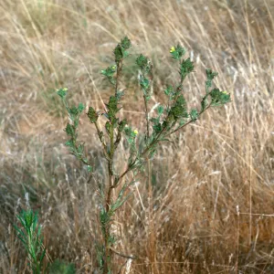 Malva (Mallow)