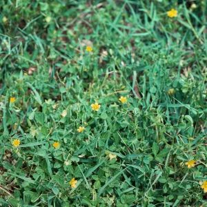 Oxalis corniculata