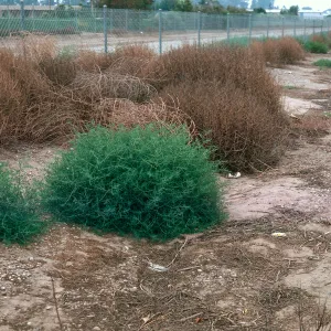 Salsola