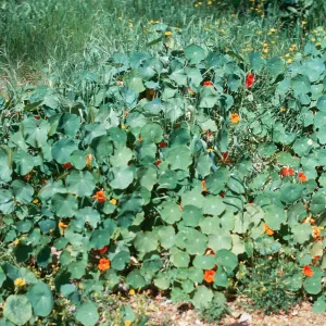Nasturtium
