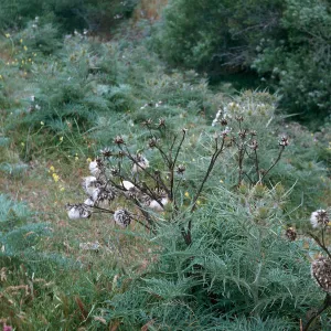 Artichoke Thistle, Hollister