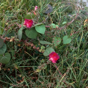 Ipomoea