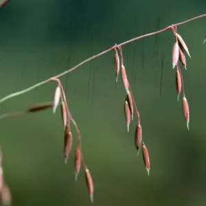 Veldt Grass flowers