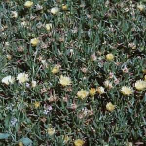 Mesembryanthemum edule