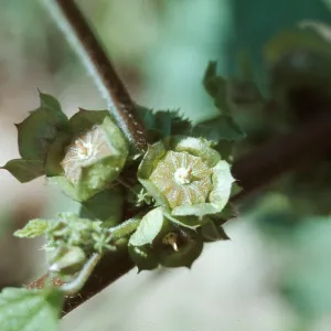 Malva (Mallow) fruit