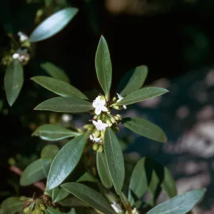 Myoporum