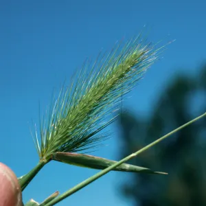 Hordeum murinum