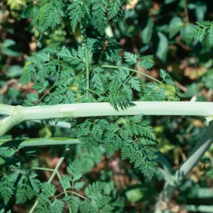 Hemlock stem, no spots
