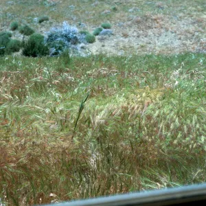 Medusahead, Potrero Seco