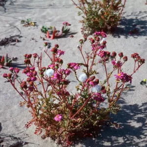 Senecio elegans, Guadalupe (dunes)