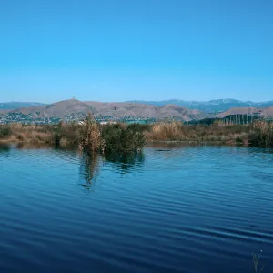 Arundo donax, Santa Clara River