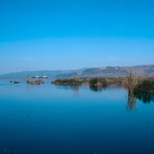 Arundo, Santa Clara River