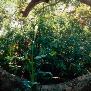 Calla, El Capitan