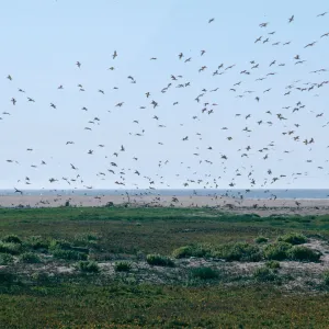 mouth, Santa Maria River