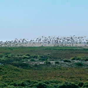mouth, Santa Maria River