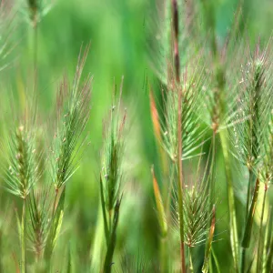 Hordeum pussilum, Los Alamos