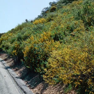 French Broom, San Marcos Pass