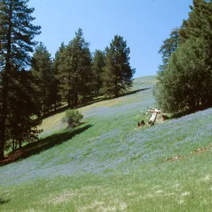 Figueroa Mountain