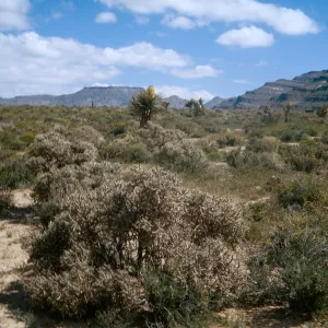 Opuntia ramosissima in foreground, Coleogyne, Yucca, etc., Providence Mountains