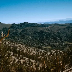 views from Patriarch Grove