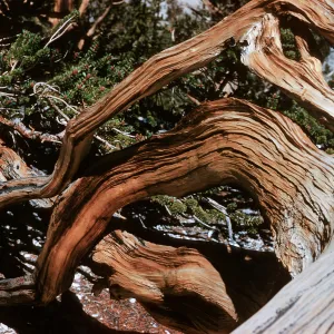 Pinus aristata, Patriarch Grove, White Mountains