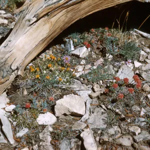 flowers at Patriarch Grove, White Mountains