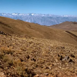 above timberline, Sierras in background, White Mountains