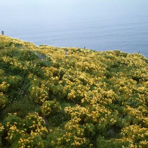 Anacapa Island