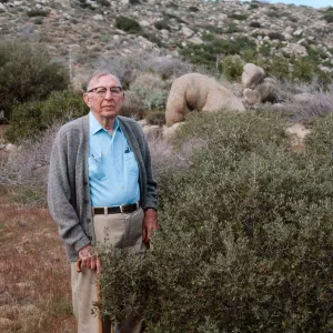 C. H. Muller, Quercus cornelius - mulleri