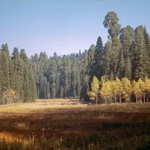 Crescent Meadows, Sequoia, Garden bus trip