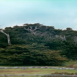 Cupressus macrocarpa, 17-mile Drive, Carmel, California