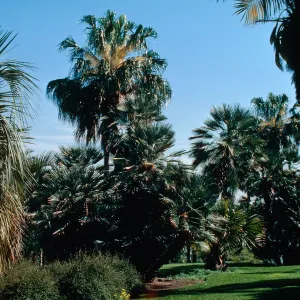 Huntington Gardens