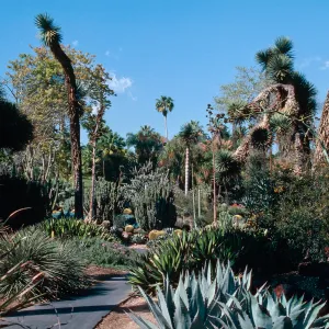 Huntington Garden