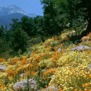 Campbell Trail
