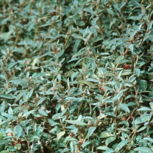 Atriplex semibaccata, Australian saltbush, Ventura River mouth