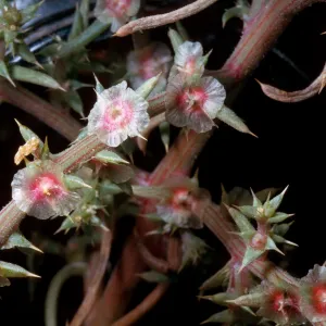 Russian Thistle, Salsola kali varitenuifolia, Palmdale-Victorville