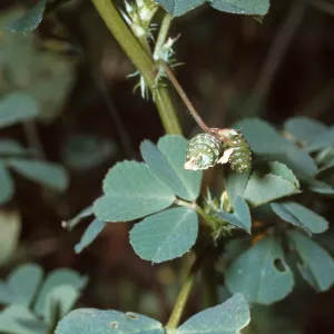 Medicago hispida v. confinis fruit