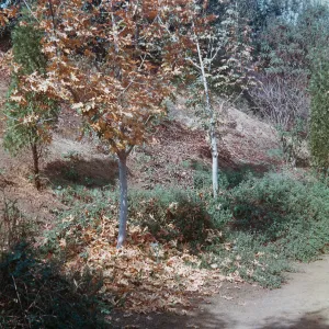 Maples, Rancho Santa Ana