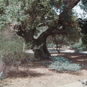 Coastal Live Oak, Rancho Santa Ana