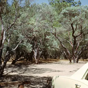 Manzanitas, Figueroa Mt.