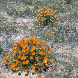 California poppies, Antelope Valley