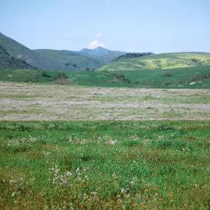 Tidy Tips, Grapevine