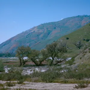 Bloom on hillside, Grapevine nr. Ft. Tejon