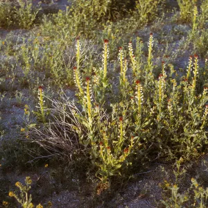 Squaw candles, Mojave Desert
