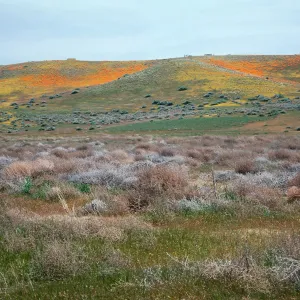 Poppies & Goldfields, Mojave