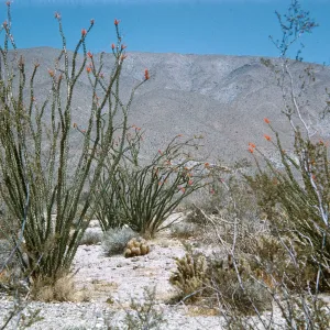 Ocotillo, Borrego Desert