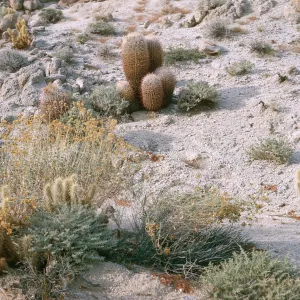 Barrel cactus, Borrego
