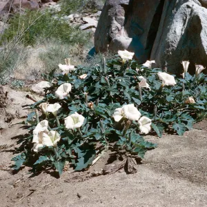 Jimson Weed, Borrego Desert
