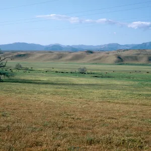 Blooming fields, Borrego