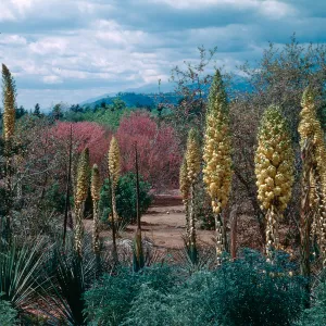 Yuccas, Rancho Santa Fe